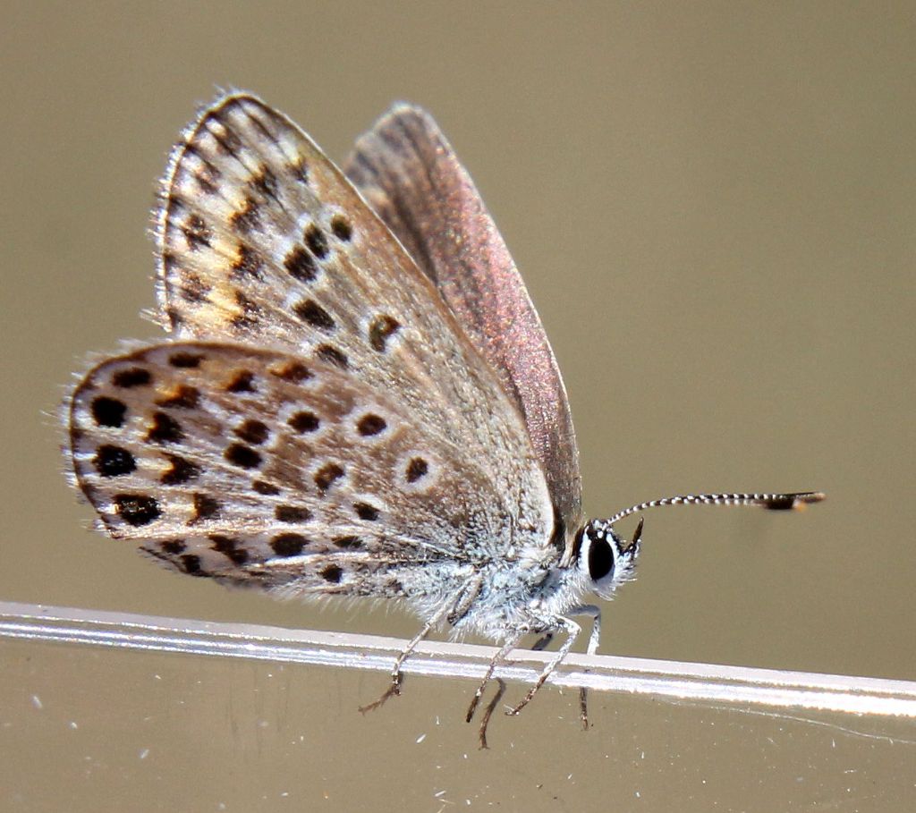 Anche questa Plebejus argyrognomon?.... No, Plebejus argus